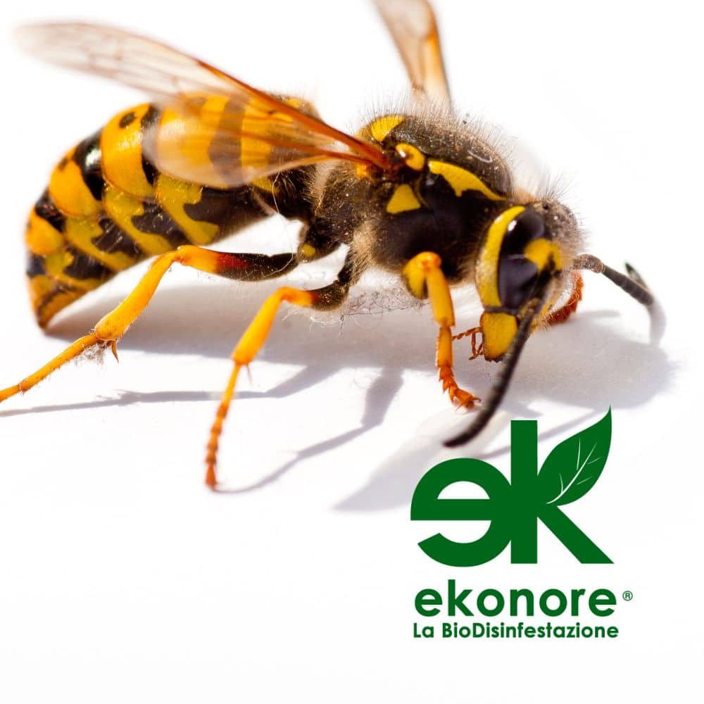 Locandina: Ekonore La Bio Disinfestazione
