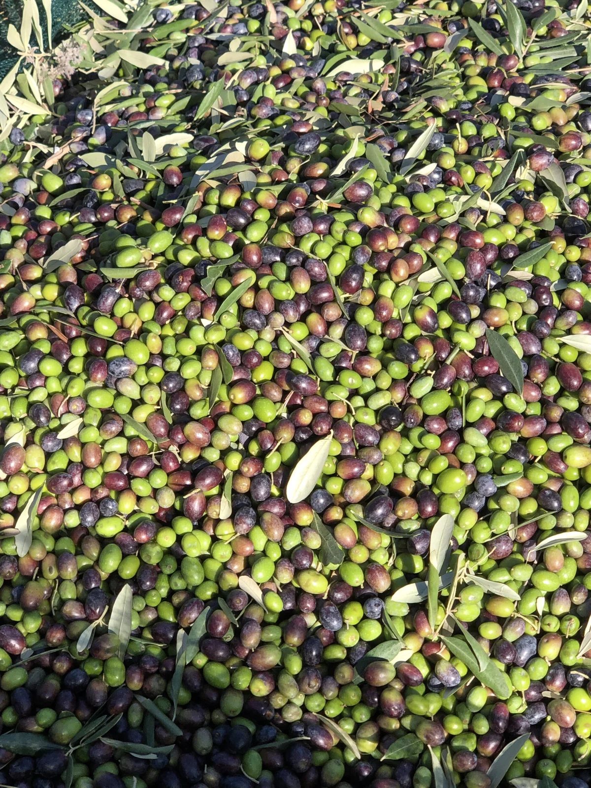 Locandina: Azienda Agricola Morricone